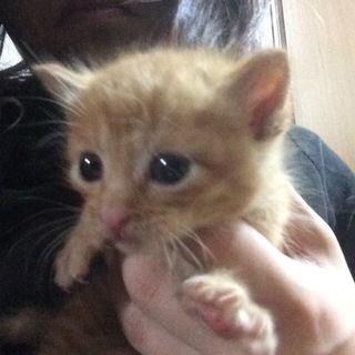 赤ちゃん猫  おてんば茶トラちゃん