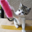 ８月９日生まれのキュートなメスの子猫です。
