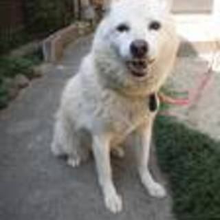 白柴風穏やか老サラちゃんもらっていただけました