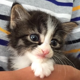 美形4兄妹の里親様募集します