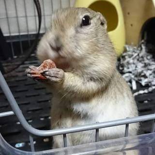 ありがとうございます❗里親様が決まりました❗