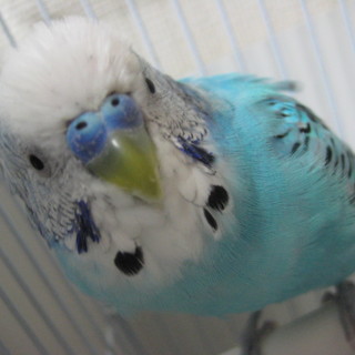 里親が見つかりました＊