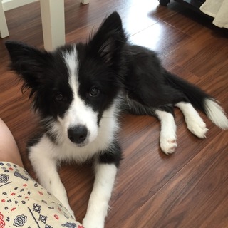 里親募集中です。