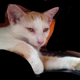 白、茶のハチワレ君