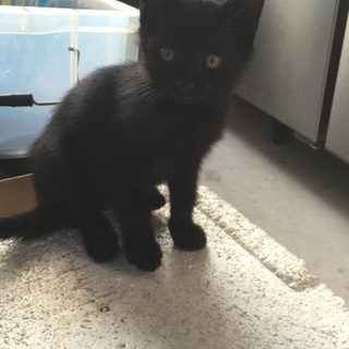 真っ黒の元気な男の子