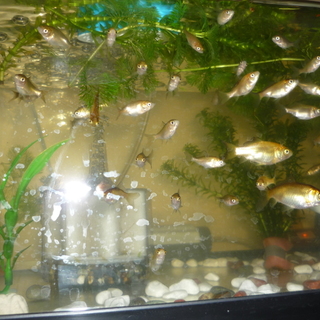 和金稚魚が約４０匹います