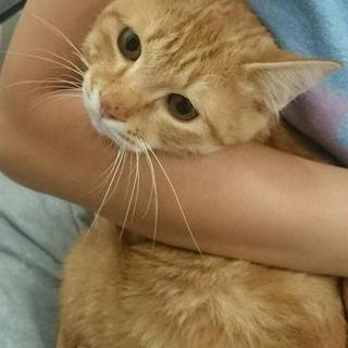 まんまる3兄妹☆ファズ・ピッチ・シフター