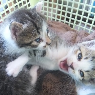 キジトラ白ブチ子猫兄弟