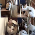 子猫ちゃん里親募集！！