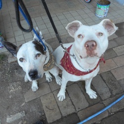 「シーザーミラン的しつけ  開始」サムネイル1