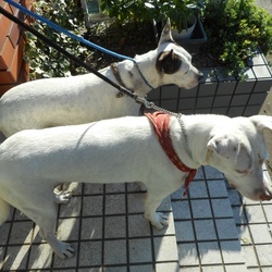 「シーザーミラン的しつけ  開始」サムネイル2