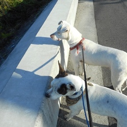 「シーザーミラン的しつけ  開始」サムネイル3