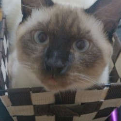 「肥えて来た」サムネイル2