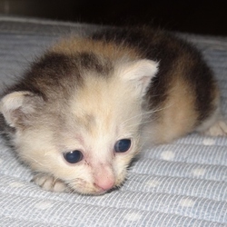 「里親になって頂いた方への感謝」サムネイル2