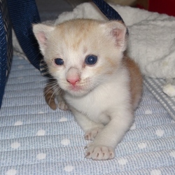 「里親になって頂いた方への感謝」サムネイル3