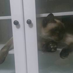 「肥えて来た」サムネイル3