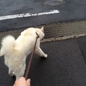 秋田犬 白 ⚠️交渉中