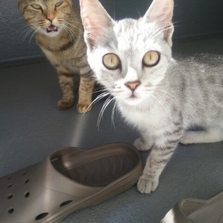 生後２ヶ月の子猫ちゃん♀