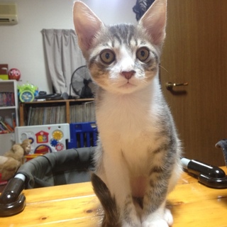 2015 7/1 産まれ子猫里親