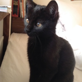 黒毛のメスの子猫です