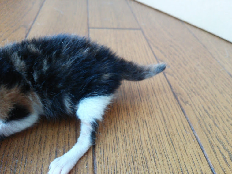 生後０日で保護した三毛猫 神奈川県 猫の里親募集 ペットのおうち 月間利用者150万人