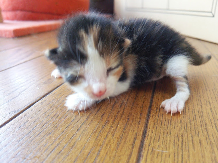 生後０日で保護した三毛猫 神奈川県 猫の里親募集 ペットのおうち 月間利用者150万人