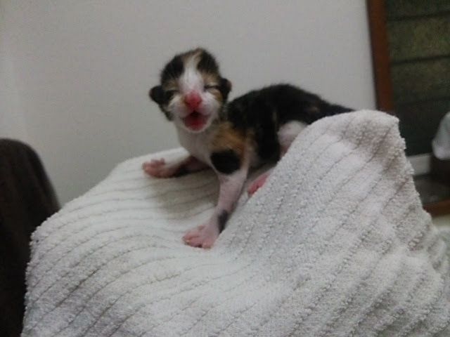 生後０日で保護した三毛猫 神奈川県 猫の里親募集 ペットのおうち 月間利用者150万人