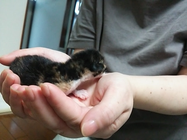 生後０日で保護した三毛猫 神奈川県 猫の里親募集 ペットのおうち 月間利用者150万人