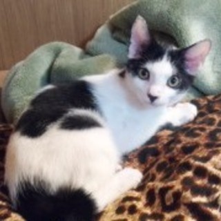 コロンくん　ボブテイルのの男の子　4か月