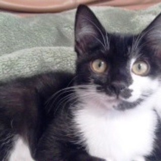 まるこちゃん　　白に黒の女の子。４ヶ月