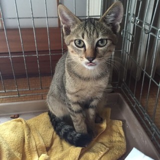 食欲旺盛な男の子