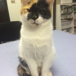 【トイレ躾済】人懐こいミケ♀