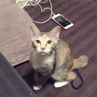 ビビアン
