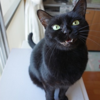 抱っこ大好き真っ黒猫