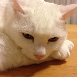 真っ白美猫です！