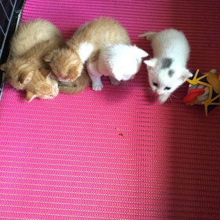 やんちゃがかわいい子猫ちゃん♡