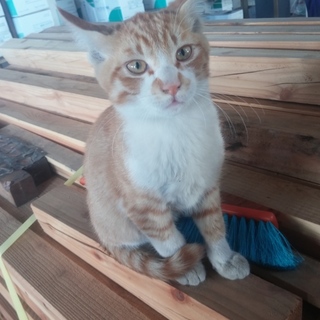 ７月産まれの茶トラ①