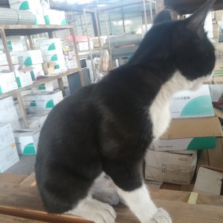 ７月産まれの白黒メス②