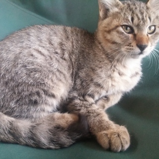 ７月産まれキジトラ③