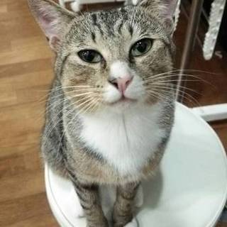 誰とでも仲良しなサバ白の男の子