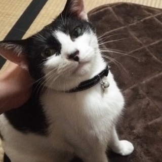 なつっこい白黒の女の子