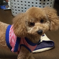 パウエル