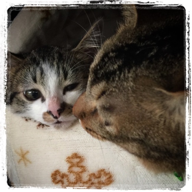 ちゅんちゅん*9のカバー写真