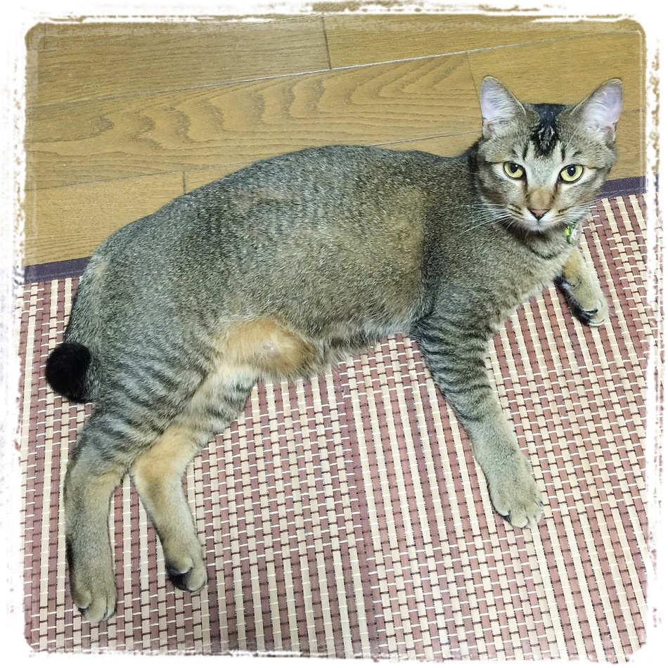 海凪のカバー写真