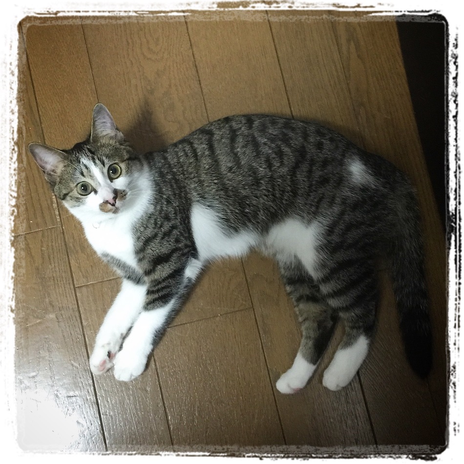 凜音のカバー写真