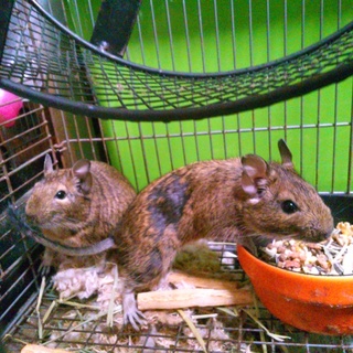 デグー生後6ヶ月