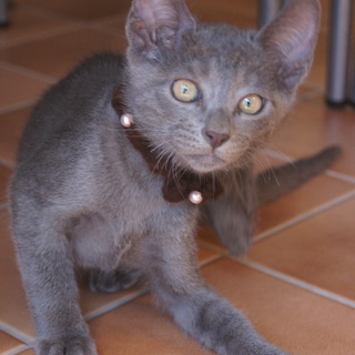 ロシアンブルー風子猫ちゃん♂オス