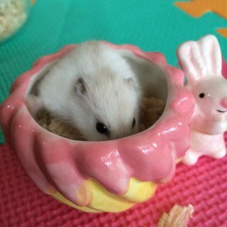 ♀ミルキーラインジャンガリアン