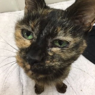 おばあちゃん猫　大人しくて甘えん坊の良い子です