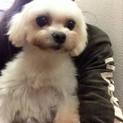 マルチーズのダリアちゃん